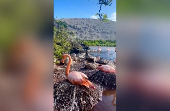 Flamingosi ponovo na Galapagosu