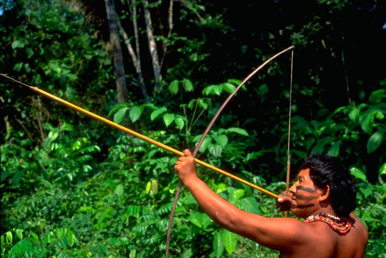 amazon domorodac
