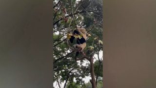 Panda pada sa drveta