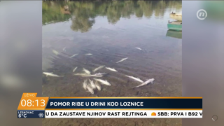 Pomor ribe u Drini kod Loznice