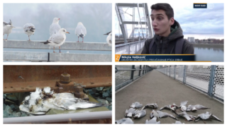 Više od 20 mrtvih galebova na Mostu slobode u Novom Sadu