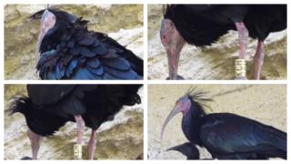 Retka ptica koja je izumrla u Evropi pojavila se na Neretvi