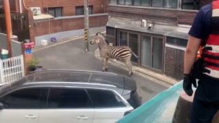 Zebra koja je pobegla iz ZOO vrta napravila je haos na ulicama Seula