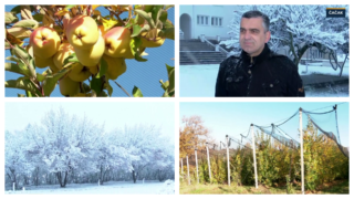 Teška godina za voćare, mraz i sneg obraće voće