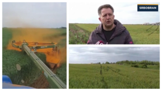 Žuta rđa uništava pšenicu u Vojvodini