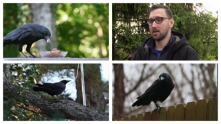 Napadi vrana - Zašto ih je najviše tokom maja i kako se odbraniti
