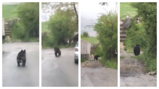 Medved trči ulicama sarajevskog naselja Vratnik, građani uznemireni