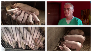 Afrička kuga svinja: Zaraza u 63 mesta i lovišta u Srbiji od početka godine