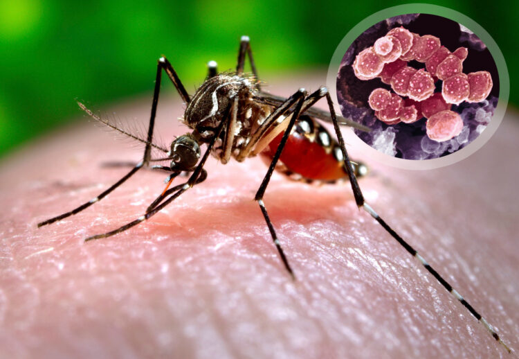 zaražen komarac