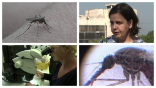 Sredstva protiv komaraca: Da li deluju ili štete?