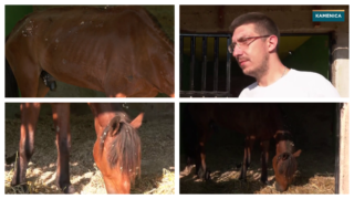 Konj ostavljen danima bez hrane i vode: Životinja umalo stradala na ekstremnoj vrućini