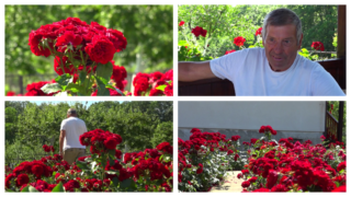 Slobodan i 200 crvenih ruža