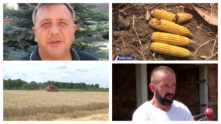 Poljoprivrednici zabrinuti za prinos žita i kukuruza