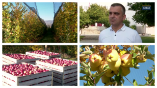 Otkud zabranjen pesticid u voću iz Srbije?