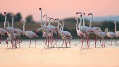 Flamingosi