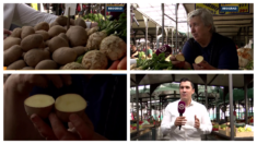 U Evropi cena krompira u padu - Kako je kod nas