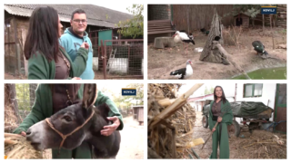 Carstvo domaćih životina u zoo vtu u Kovilju