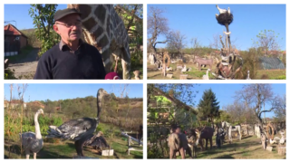 Drveni "zoo vrt" atrakcija kod Negotina
