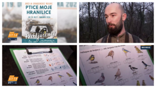 "Ptice moje hranilice": Počelo je zimsko prebrojavanje ptica