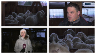 Zima je vreme jagnjenja ovaca