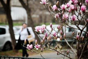 Počinje proleće: Sutra je prolećna ravnodnevica, a evo kad se pomera sat