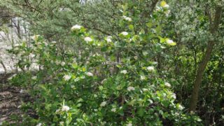 Aronia melanocarpa