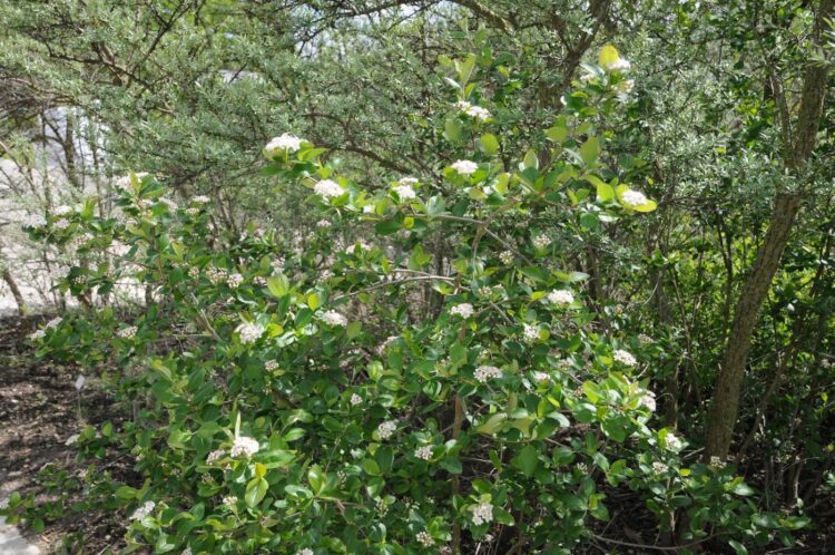 Aronia melanocarpa