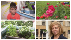 Mali baštovan i velika ljubav: Beogradska dama - autentičam cvet prestonice