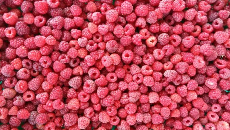 Maline, malina, malinari, otkup maline, cena maline 200 dinara