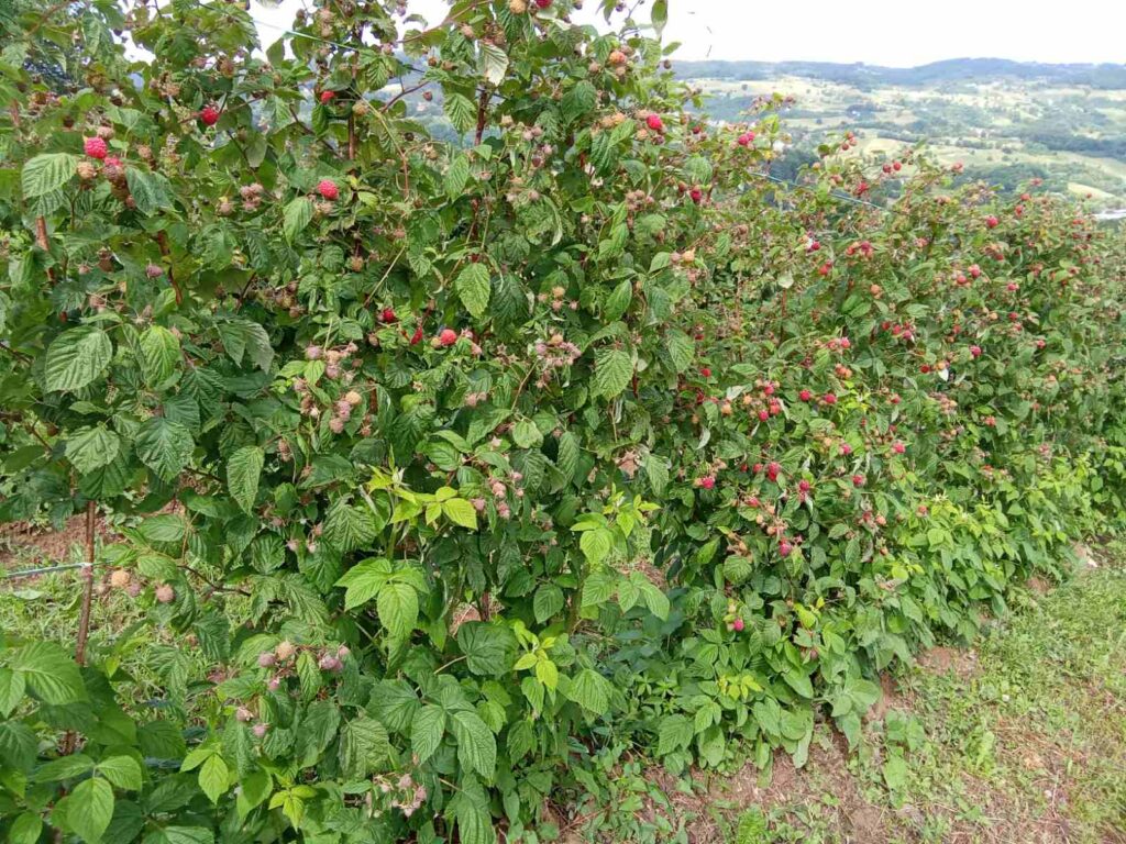 Maline, malina, malinari, otkup maline, cena maline 200 dinara