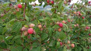 Maline, malina, malinari, otkup maline, cena maline 200 dinara