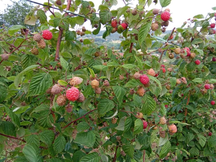 Maline, malina, malinari, otkup maline, cena maline 200 dinara