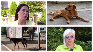 Kako prekinuti začarani krug patnji pasa sa ulice u Nišu?