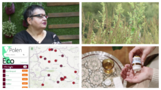 Pulmolog objašnjava koji su simptomi alergije na ambroziju