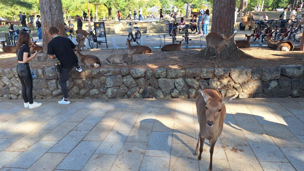 Park jelena, Nara