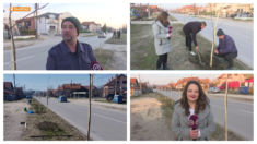 Drvored za lepši izgled Zaječara