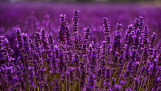 Lavanda