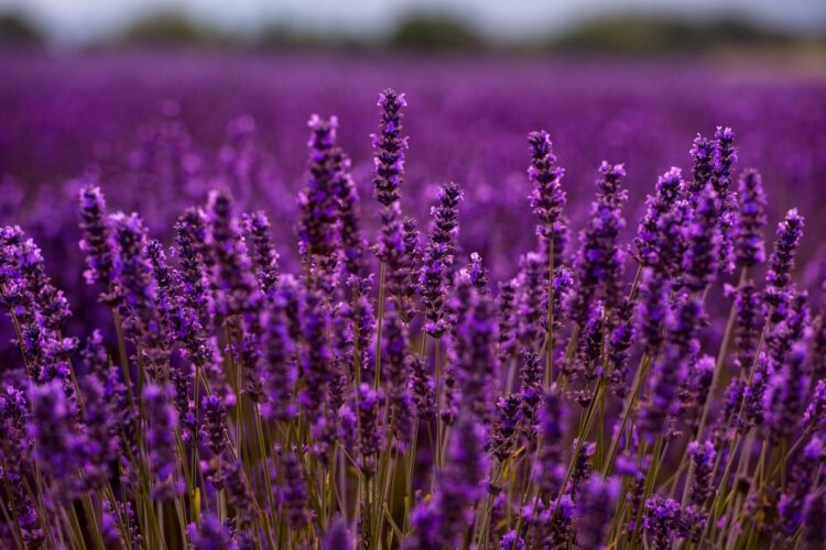 Lavanda