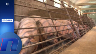 Prvi slučajevi afričke kuge u selu kod Bogatića, eutanazirana 41 svinja: Uzgajivači u strahu.