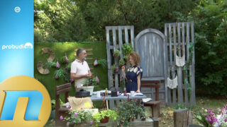 Do savršene letnje bašte sa baštovanom Draganom Stajićem