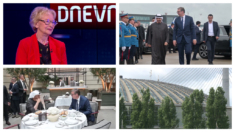 Irina Subotić, istoričarka umetnosti