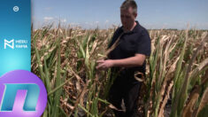 Muke po vojvođanskim paorima