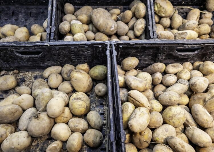 Krompir - ilustracija