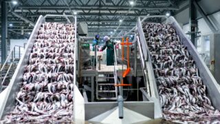 fabrika ribe na aljaski