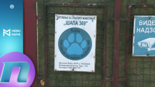 Aleksinac: nit’ siromašnije opštine nit’ više odšteta za ujede pasa lutalica