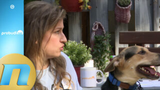 Problematičan Nacrt novog zakona o dobrobiti životinja Vanja Dragišić