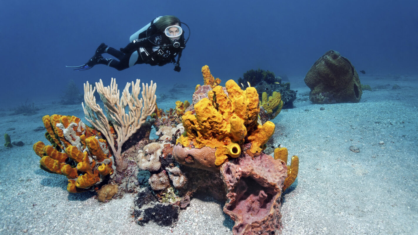 Naučnici na dnu okeana otkrili novu vrstu koju već zovu „horor“: Ispostavlja se da je ovo bezopasno stvorenje zapravo mesožder