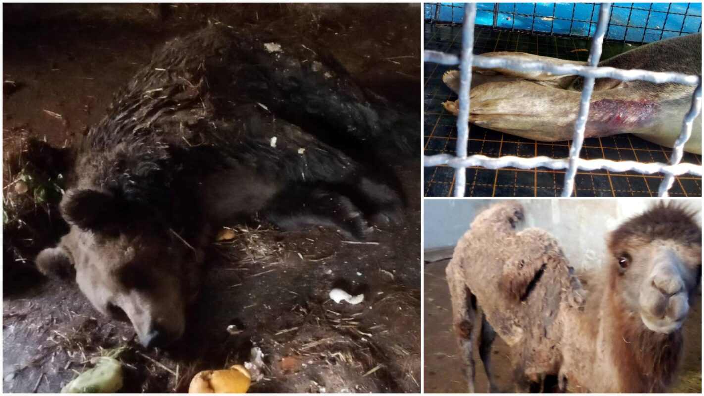 „Masovni pomor životinja i sistemski nemar doveli Palićki zoo na ivicu propasti“