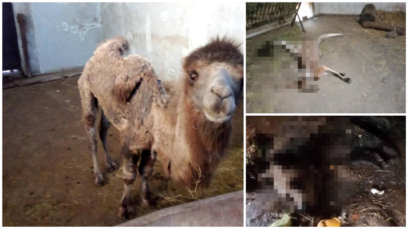 „Na Paliću uginuli tigrovi, leopardi, medvedi, zebre, smeniti odgovorne zbog masovnog pomora životinja“