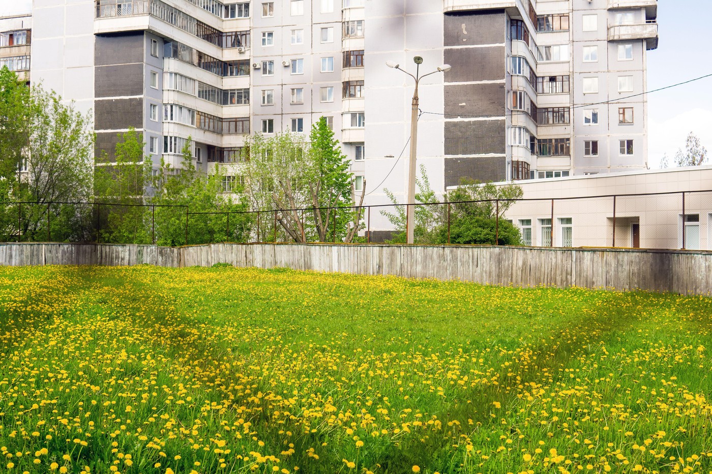 Najpotcenjenija lekovita biljka: Raste na svakom ćošku čak i u gradu, tretiraju je kao korov, a čisti telo od otrova Kép